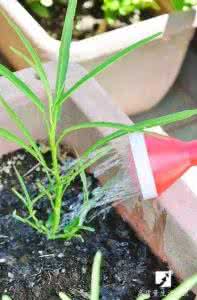 一根绳子吊花盆的方法 她把菜剪掉一根插入花盆，结果采了一大盆菜出来！