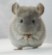 属鼠的2017多大 属鼠的2015年多大