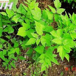 茴芹籽 茴芹籽 茴芹