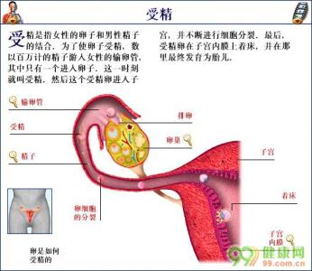 孕妇知识在线咨询 怀孕知识：什么时候最容易怀孕