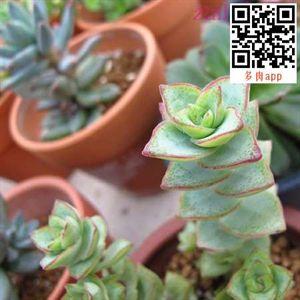 多肉植物 星王子 【园艺】多肉植物星王子怎么养？