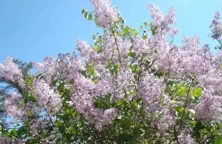 孕妇吃什么容易流产 9种花香容易致孕妇流产