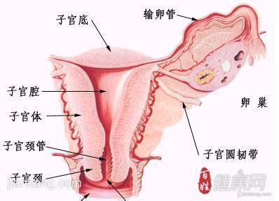 各种外阴炎的症状图片 外阴炎的症状 外阴炎概述