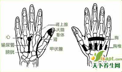 冠心病的防治 防治冠心病的奇穴