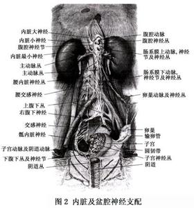 外阴疼痛是什么原因 外阴疼痛 这些因素导致了外阴疼痛