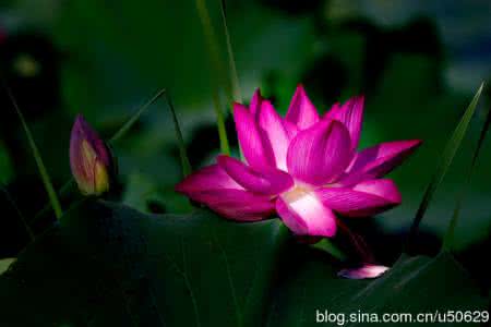 治疗糖尿病足的特效药 治疗糖尿病特效方--极效