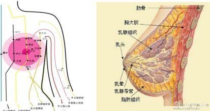 乳房涨奶有硬块 乳房涨奶有硬块 产后涨奶有硬块怎么办 专家叫你这么干