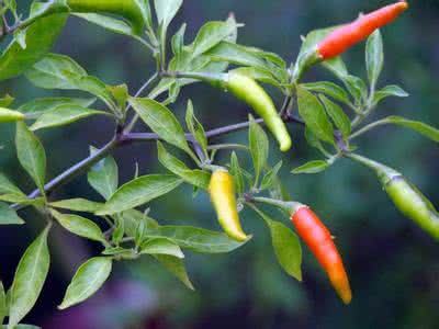 百香果什么时候授粉 指天椒 指天椒什么时候授粉？