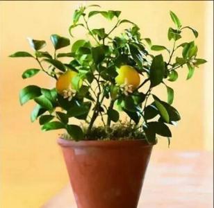 柠檬种子盆栽 盆栽柠檬冬天 用种子养出结满果子的柠檬盆栽,冬天也可以种
