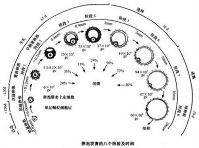 卵泡发育不成熟原因 卵泡怎么样算发育成熟？