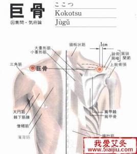 人体上肢骨骼结构 人体上肢穴位动画：养老