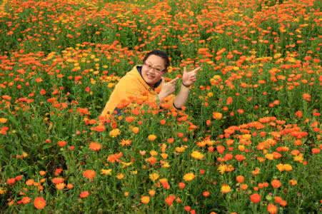 金盏菊 雨带给你的享受 金盏菊的简介及养殖知识  让金盏菊带给你一尘不染的心灵享受