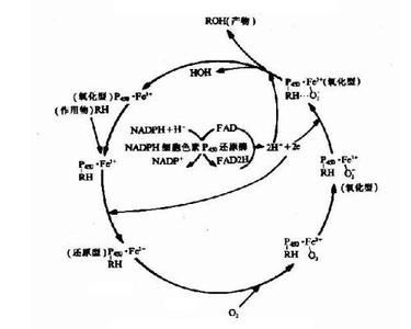 生物转化第二相反应 生物转化