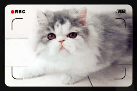 他的猫 他的猫 他的猫