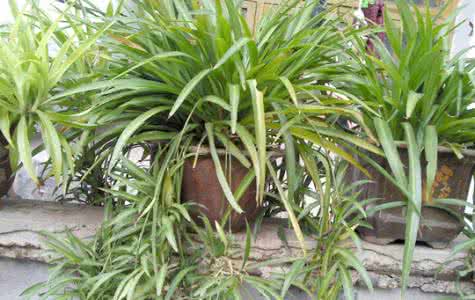 吊兰养殖注意事项 养吊兰要注意些什么，你都知道吗？