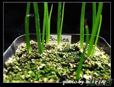 大苍角殿 播种 大苍角殿播种方法