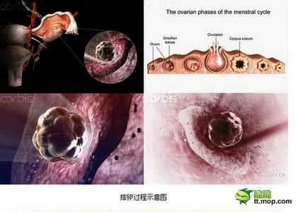 女人排卵有什么现象 女人排卵有什么现象 女人变老的几个现象,看完惊呆了!