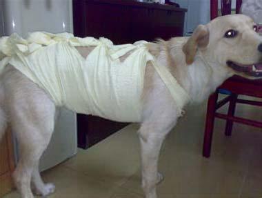 狗狗喂食与体重的比例 怎样控制狗狗的体重