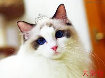 美丑鉴别法 挑选猫时如何区分猫的美丑