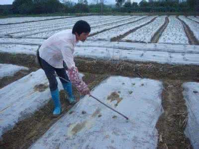 花生地膜覆盖栽培技术 春花生专用除草膜覆盖栽培技术