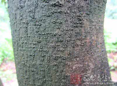 杨梅树皮 彝族秘方:皮肤早期癌症特效验方杨梅树皮汤