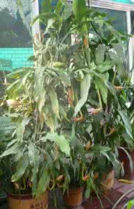 昙花从种植到开花 怎样种植好昙花