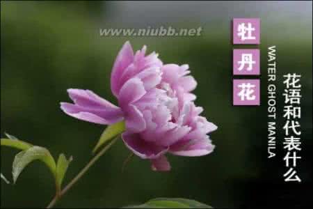 牡丹花花语 牡丹花花语 牡丹花语大全 牡丹花含义