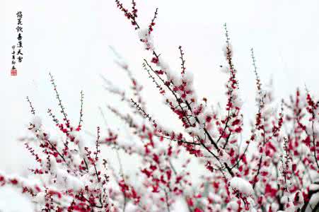 红梅白雪知 *** 白雪、红梅 ***
