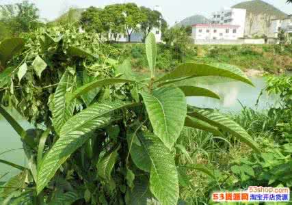 喝了枇杷叶煮水的禁忌 枇杷叶的功效与作用及禁忌 正确食用枇杷叶