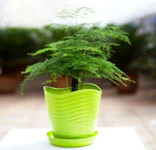 适合放在办公室的植物 办公室里适合放怎样的植物