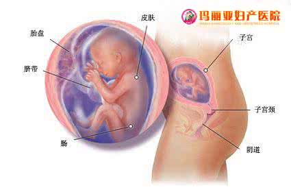 32周胎儿发育标准 孕期胎儿发育图 孕期麻麻|孕25周胎儿发育和妈妈变化，接好孕！