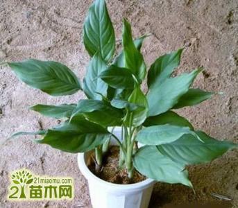 广东万年青修剪方法图 广东万年青的繁殖方法