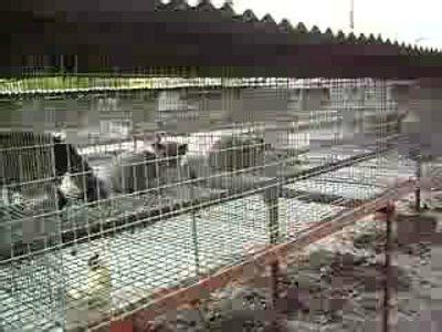 花月夜介绍及养殖方法 花月夜介绍及养殖方法 【狐狸养殖】狐狸养殖方法介绍