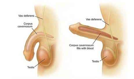 男性阴茎勃起硬度标准 提升男性阴茎很快勃起的锻炼方法
