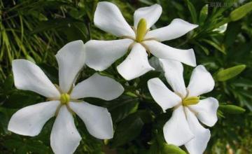 栀子花换盆注意事项 护理栀子花要注意哪些事项