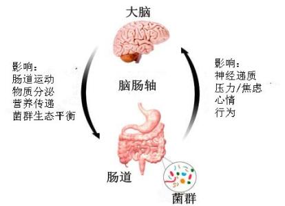 人体竟然有第二个大脑 肠道 你的第二个大脑 人体是否有第二个大脑?