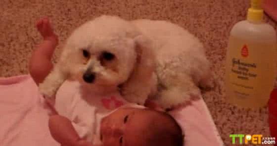 宠物狗和小主人争宠 自从有了小主人，狗子们便开始了操心的日子……