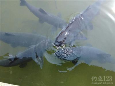 水域面积 水面面积 【钓饵学堂】大水面的自然水域钓大体型鱼类！