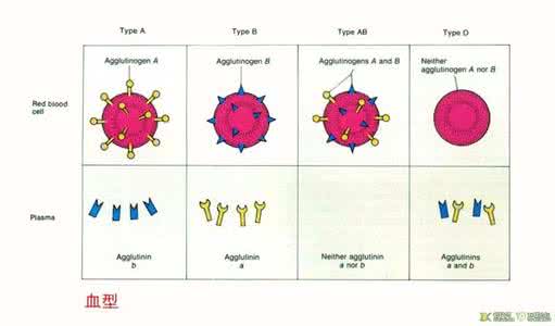 血型测试你是什么血型 你是什么血型？适合怎样的婚礼呢？