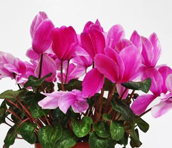 仙客来花叶倒下怎么办 仙客来花倒下了怎么办？