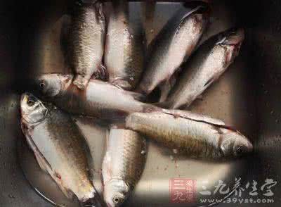 鱼肚子特别大 恐怖！发现鱼肚子里有这个千万别吃！