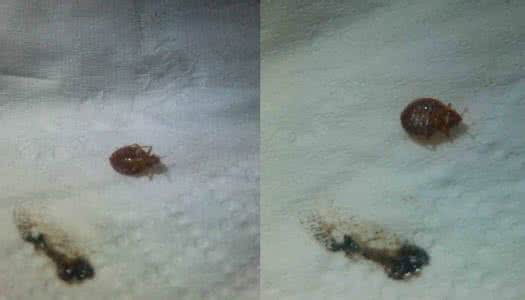 月经排黑血是什么原因 黑血是什么样子的？