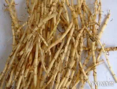 白茅根的功效与作用 白茅根是什么?功效和作用又有哪些?