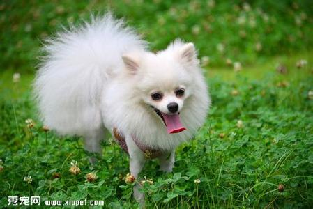 博美犬寿命 博美犬寿命和年龄鉴别方法