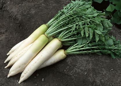 吃了人参多久能吃萝卜 萝卜这样吃功效堪比人参