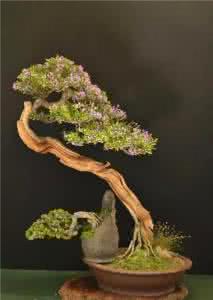 盆景盆栽 【盆栽分享 - 盆栽高手支招：最強盆景造型教程，你也可以給盆景凹出牛逼的造型】