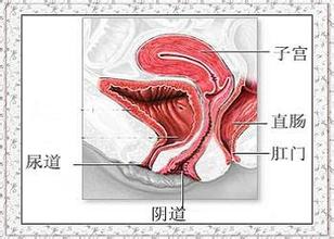 单纯性外阴炎的治疗 单纯性外阴炎 单纯性外阴炎的病因
