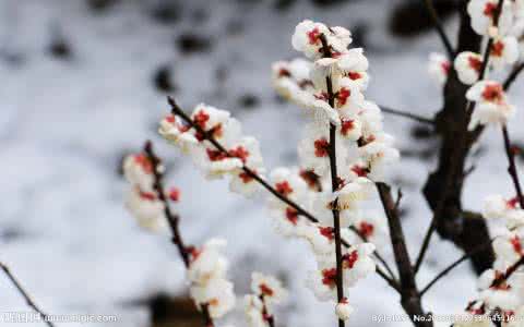 寒梅傲雪的古诗 寒梅傲雪