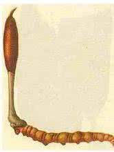 虫生真菌 虫道真菌