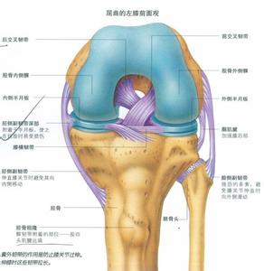 保护膝关节的药物 如何保护人体最大的关节——膝关节